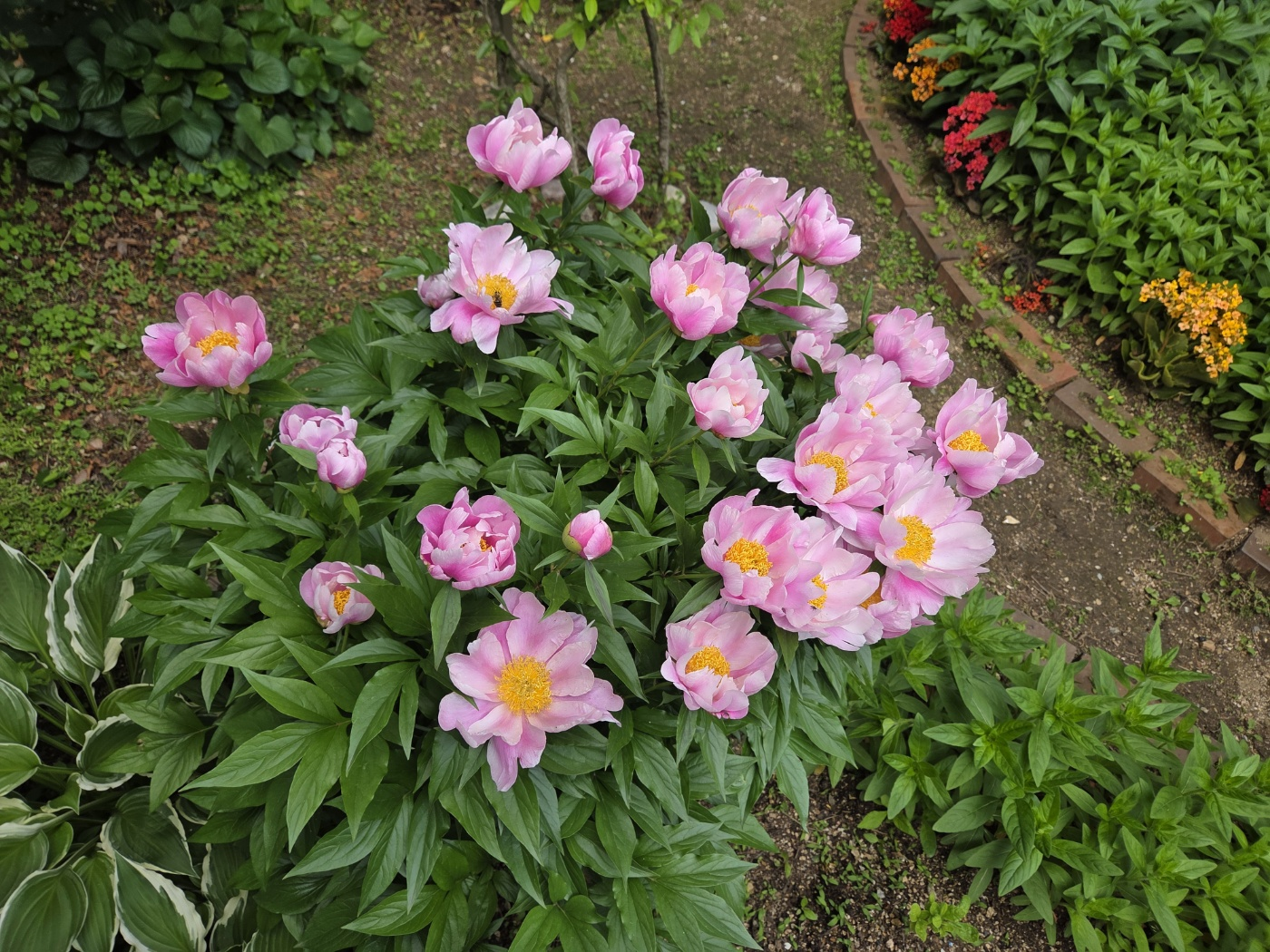 2025년 5월 19일 아파트 앞 화단 작약꽃