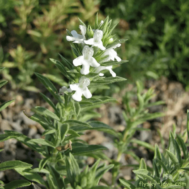향신료 세이보리(Savory)