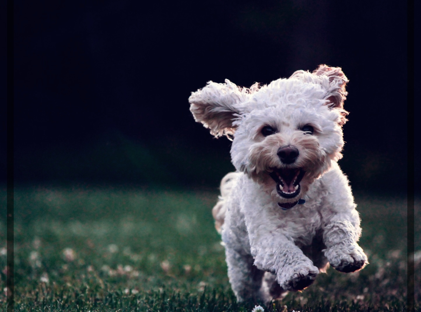 강아지 고양이 변 냄새로 알아보는 건강상태 10가지