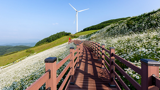 평창 육백마지기 샤스타데이지 개화 시기·위치·주차 정보 총정리