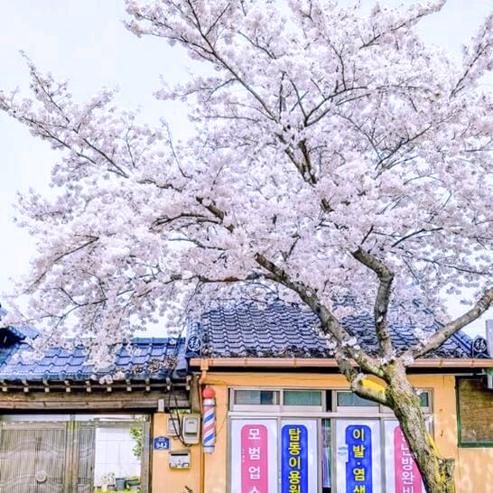 오릉-경주-벚꽃-명소-추천