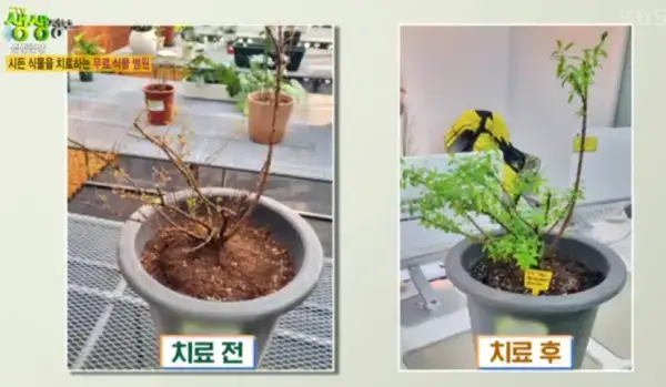 생생정보-무료식물병원