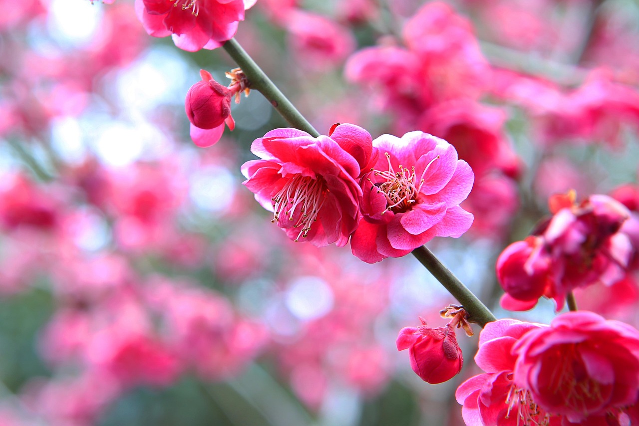 진달래 꽃 관련 사진