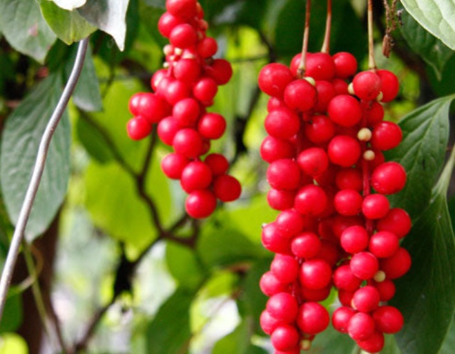 나무에-열린-오미자-사진