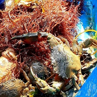 6시 내고향 여수 돌게장 꽃게장 갓김치 맛집 어부밥상 위치 메뉴 가격 택배 주문방법14