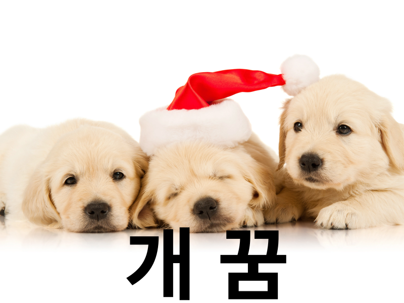 다양하게 해석이 가능한 개꿈