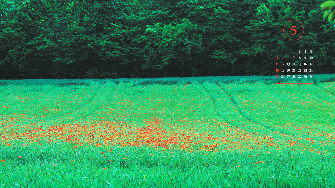 11 꽃양귀비 들판 A - 2025년5월 노트북배경화면