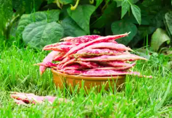 호랑이콩 효능 및 영양성분, 가격