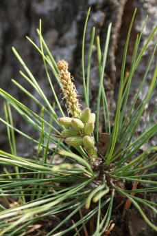 리기다소나무 수꽃