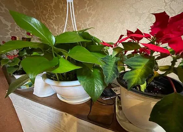 중국전통마사지