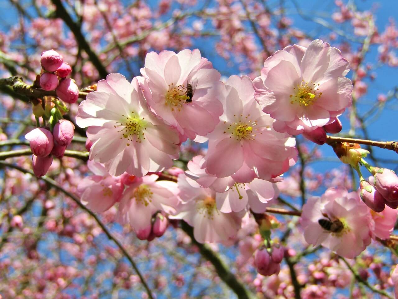 장성 황룡강 길동무 꽃길 축제