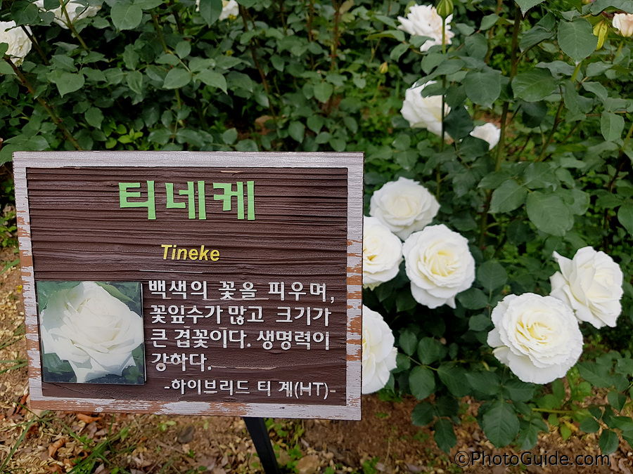 티네케