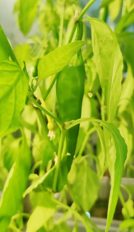 베란다에서 자라는 고추