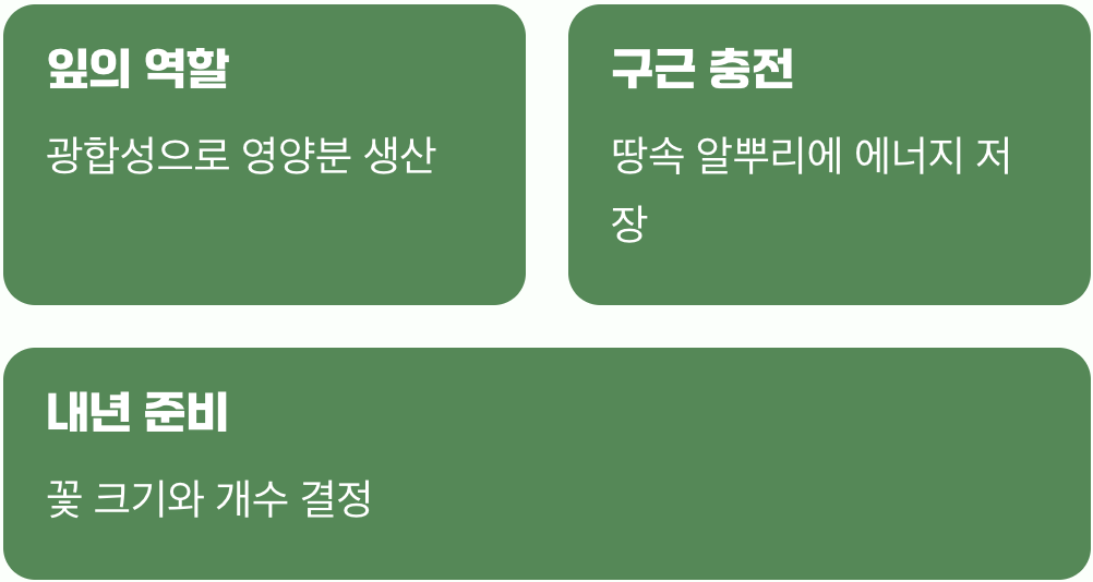 꽃은 졌지만, 진짜 일은 지금부터 (잎의 역할)