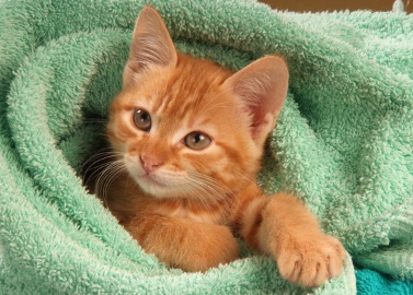 수건에 싸는 새끼 고양이.