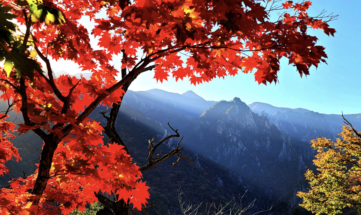 2025년 가을, 꼭 가야 할 국내 여행지 TOP5 — 9월·10월 황금 여행 코스 총정리