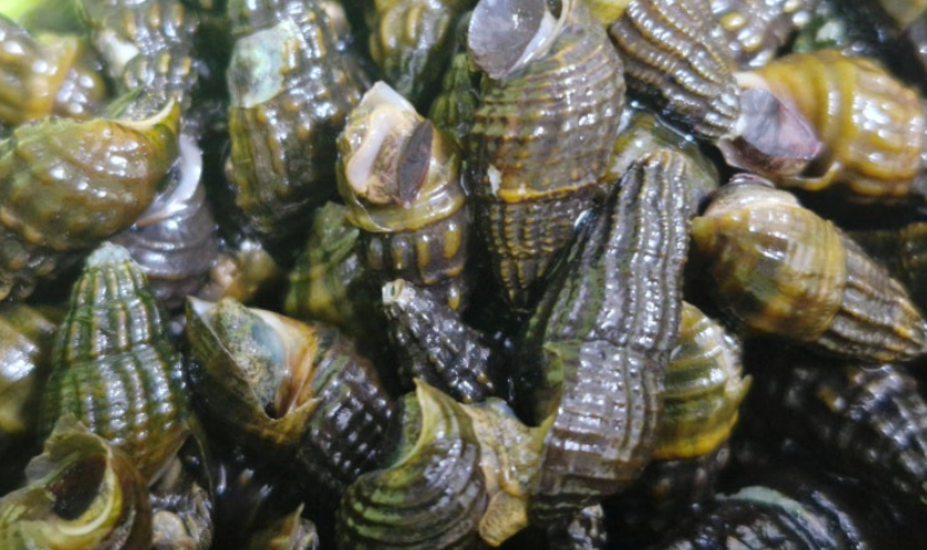 제철 다슬기 요리 관련 사진