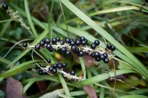 맥문동 효능 및 부작용