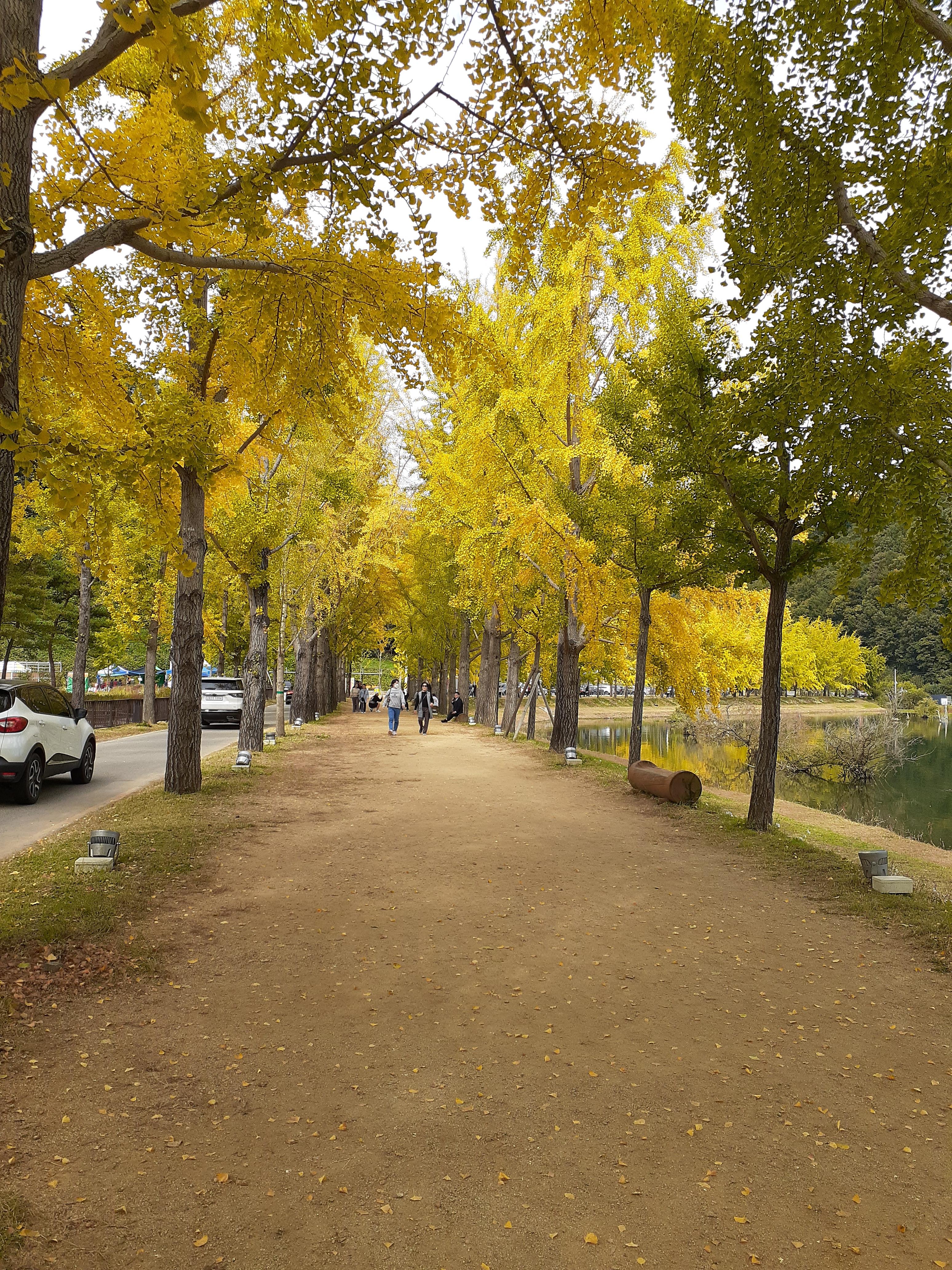 문광저수지단풍