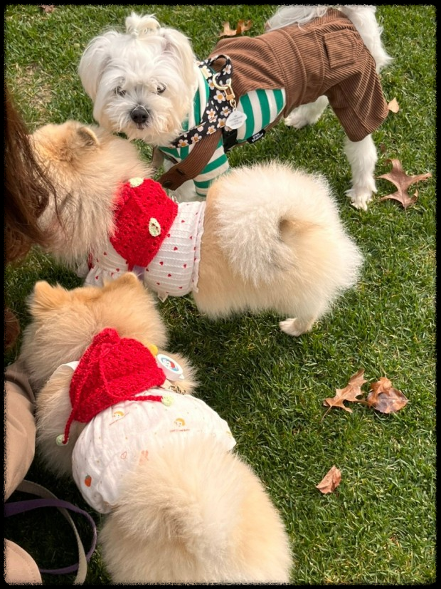 포항에서 반려동물과 함께하는 힐링 페스티벌&amp;#44; 놓치지 마세요!