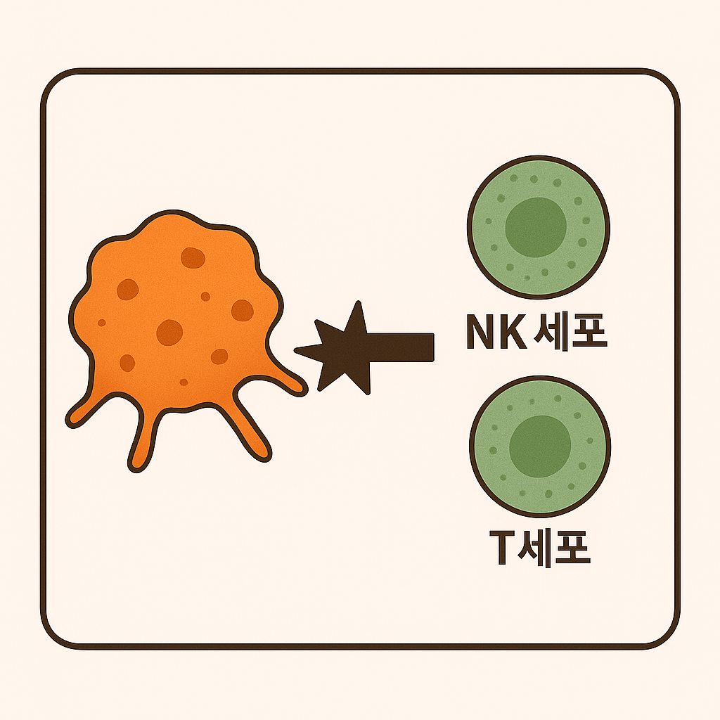 NK세포가 암세포를 공격하는 모습입니다.
