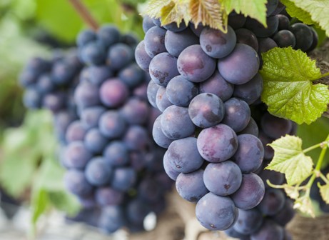 사현 포도(이미지출처: 보령축제 관광재단)