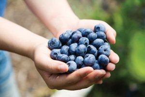 블루베리