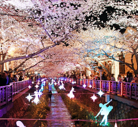 2024 진해 군항제