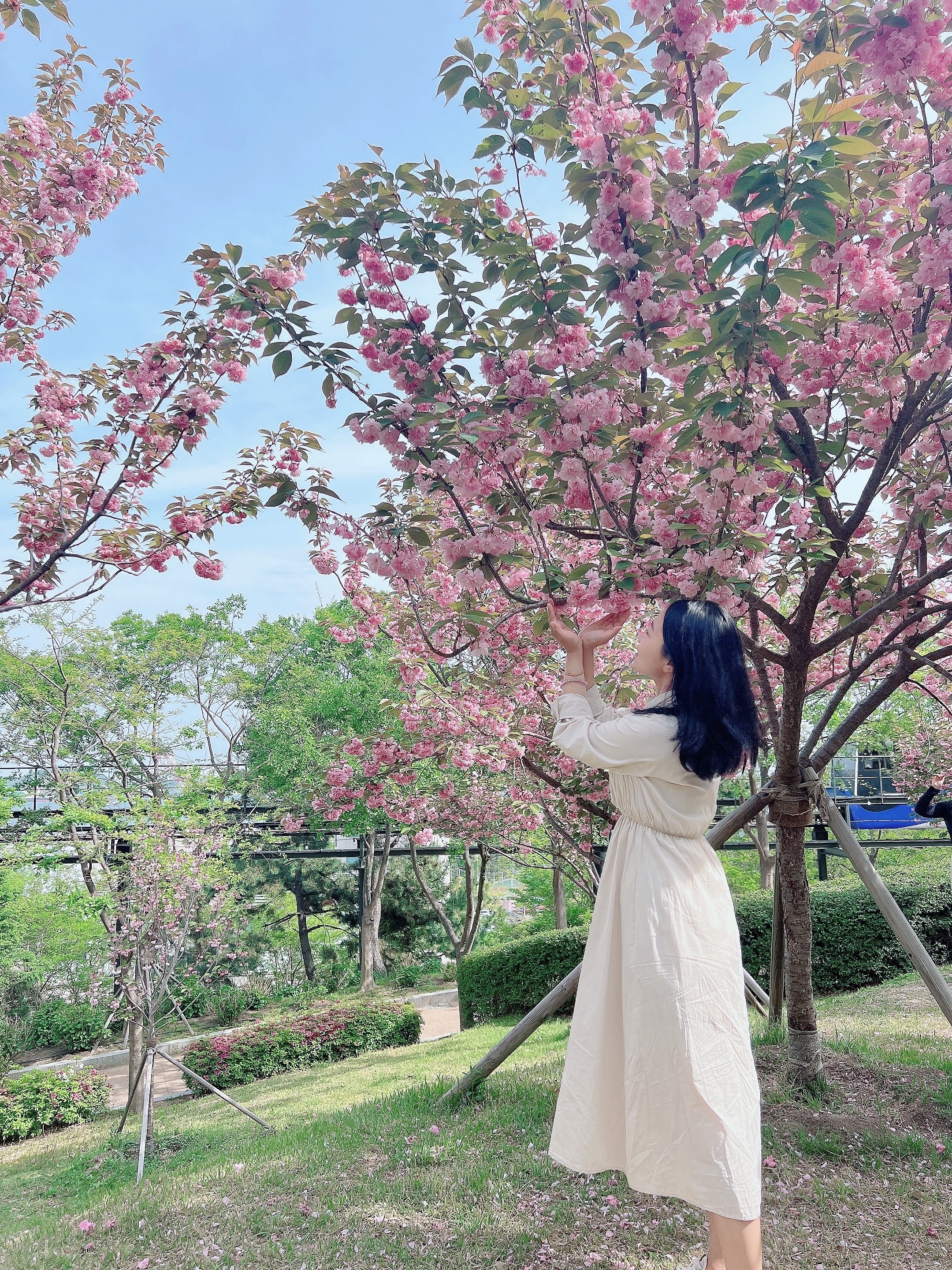 울산 겹벚꽃 포토존