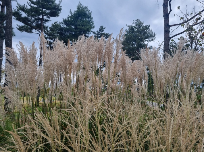 억새