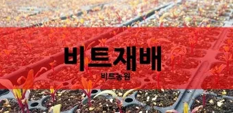 비트 재배 씨앗 불리기 발아 촉진 솎아 내기_4