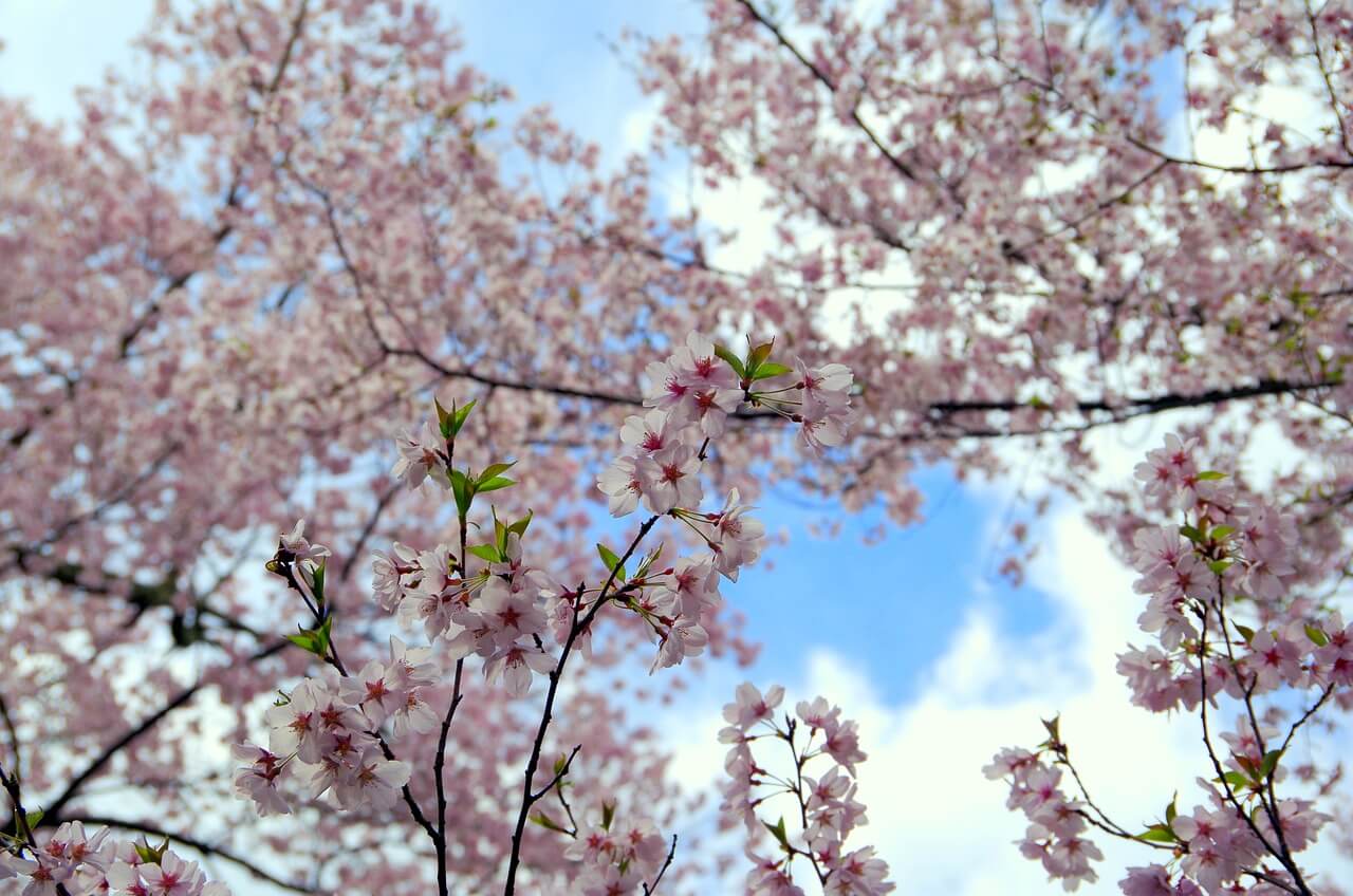 벚꽃6