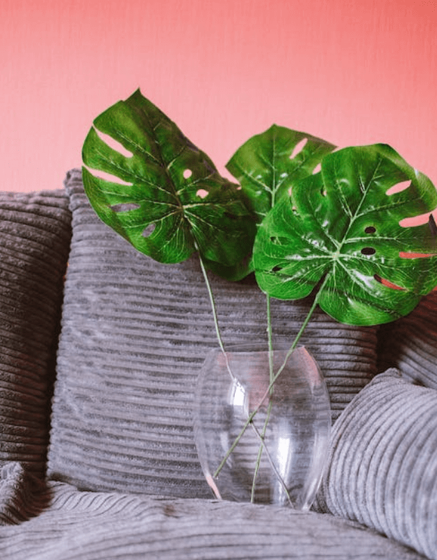 몬스테라 식물 키우기 관리 방법