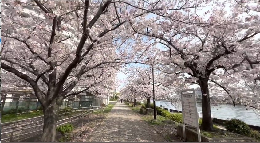 이시카와지마공원 벚꽃터널
