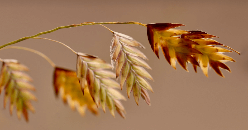 심근경색에 좋은 음식 사진 - 50