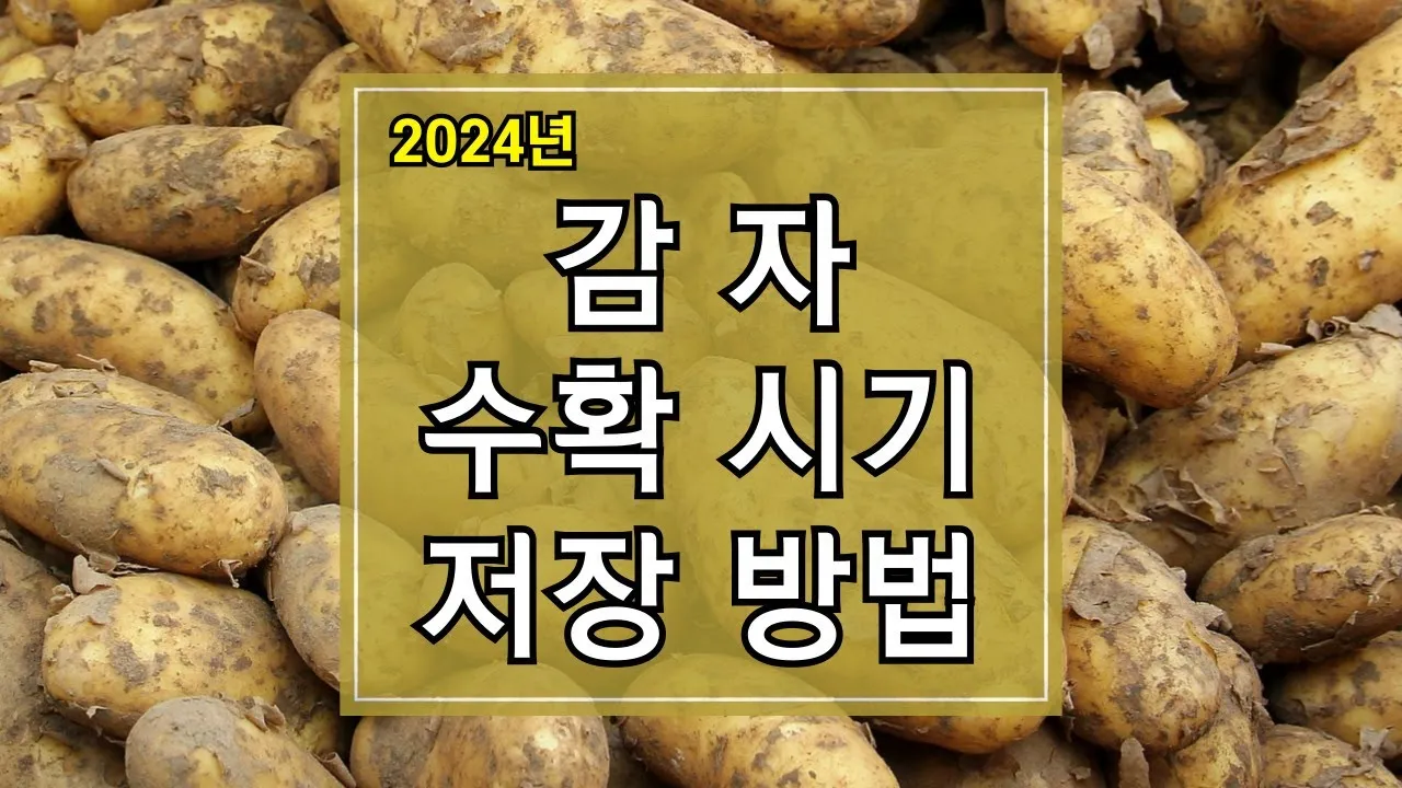 감자 수확시기 지역별 차이와 재배 팁_3