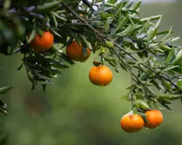 제주 귤 10kg 가격, 효능과 영양성분