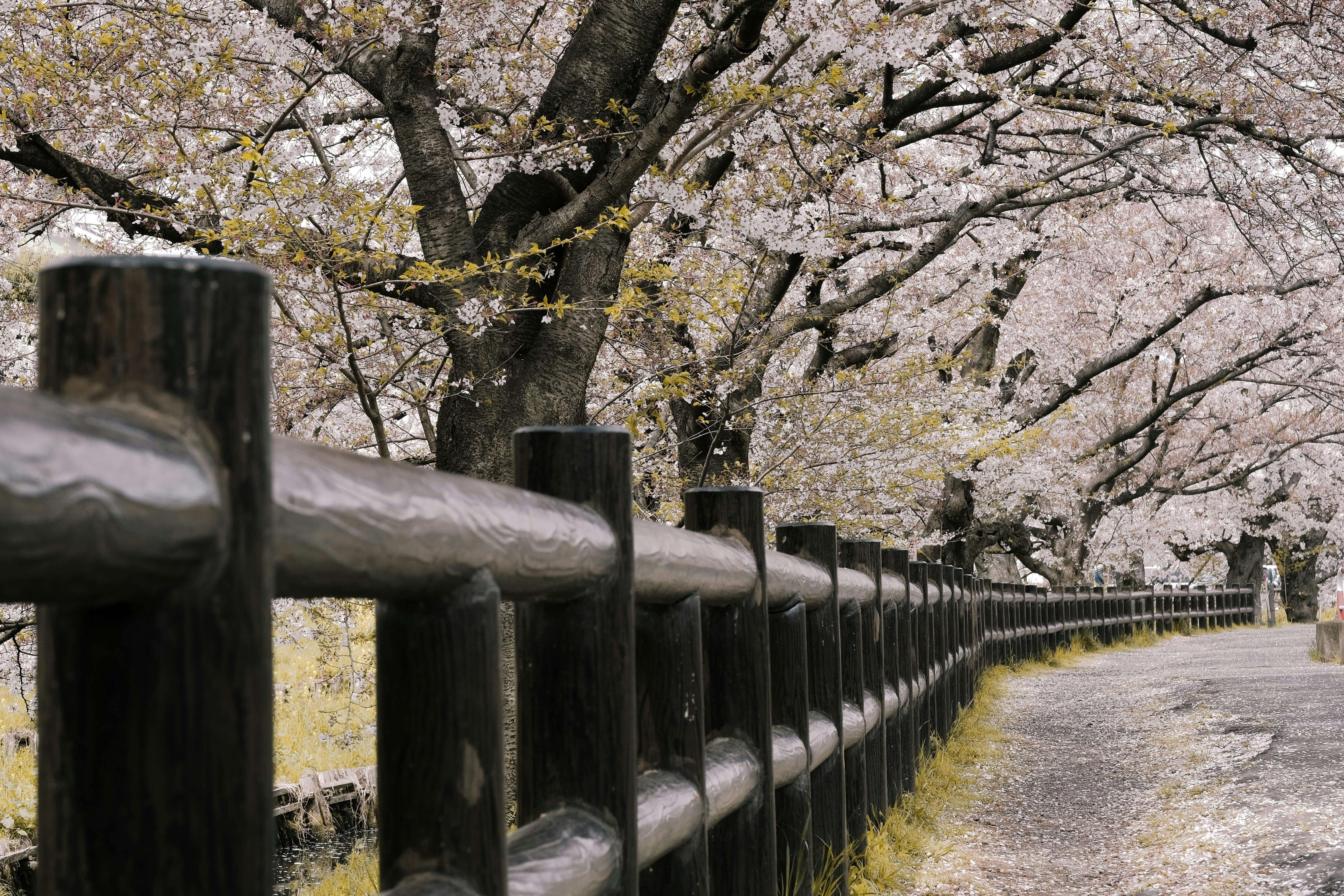 2025년 벗꽃개화시기 축제 원피스