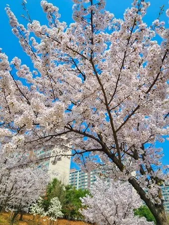 벚꽃 명소 추천 축제 유명한곳_6