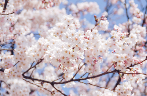충청도 벚꽃 축제 유명한 곳 총정리
