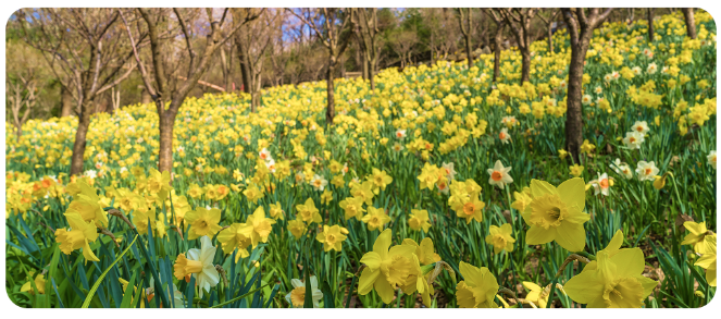 화담숲 봄 수선화축제