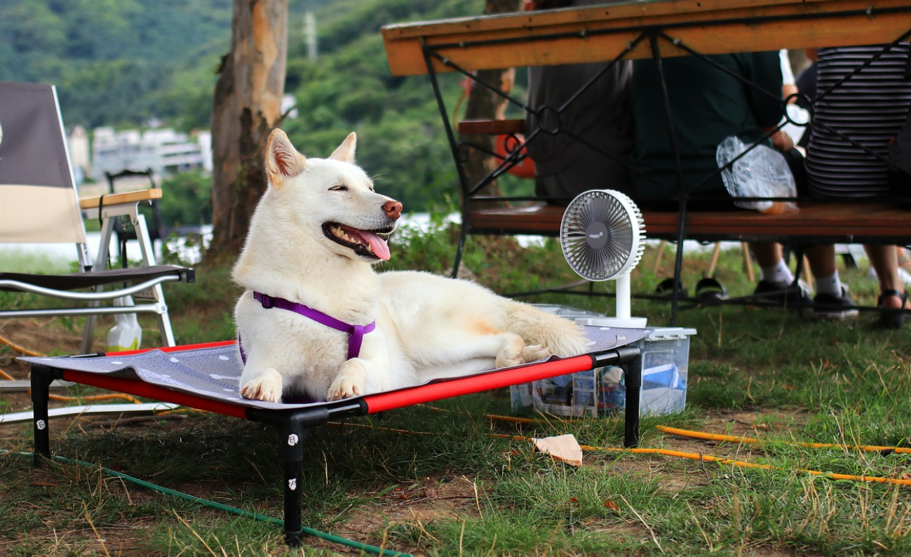 폭염 주의보 경보 차이, 폭염 관련 온열질환인 일사병 열사병 대처법 정보