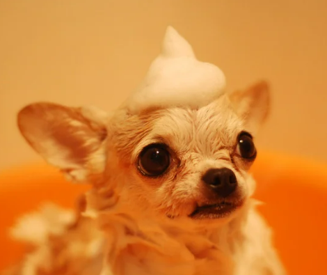 강아지 목욕 물 온도&amp;#44; 화상 위험 없는 황금 온도 측정법