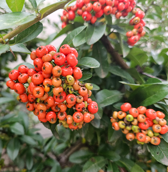 피라칸타 열매2