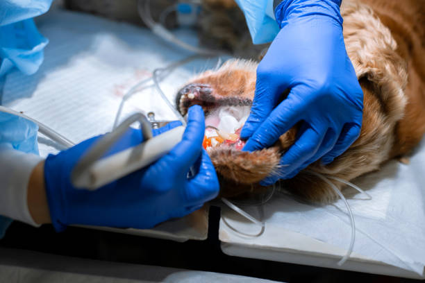 강아지 치석 제거 방법