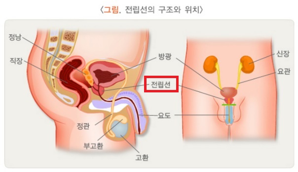 전립선의 구조와 위치