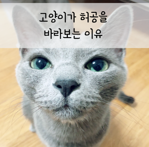 고양이가-허공을-바라보는-이유