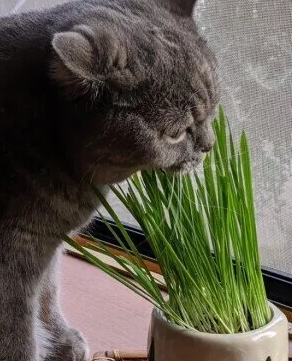 고양이 풀 원래 필요할까?