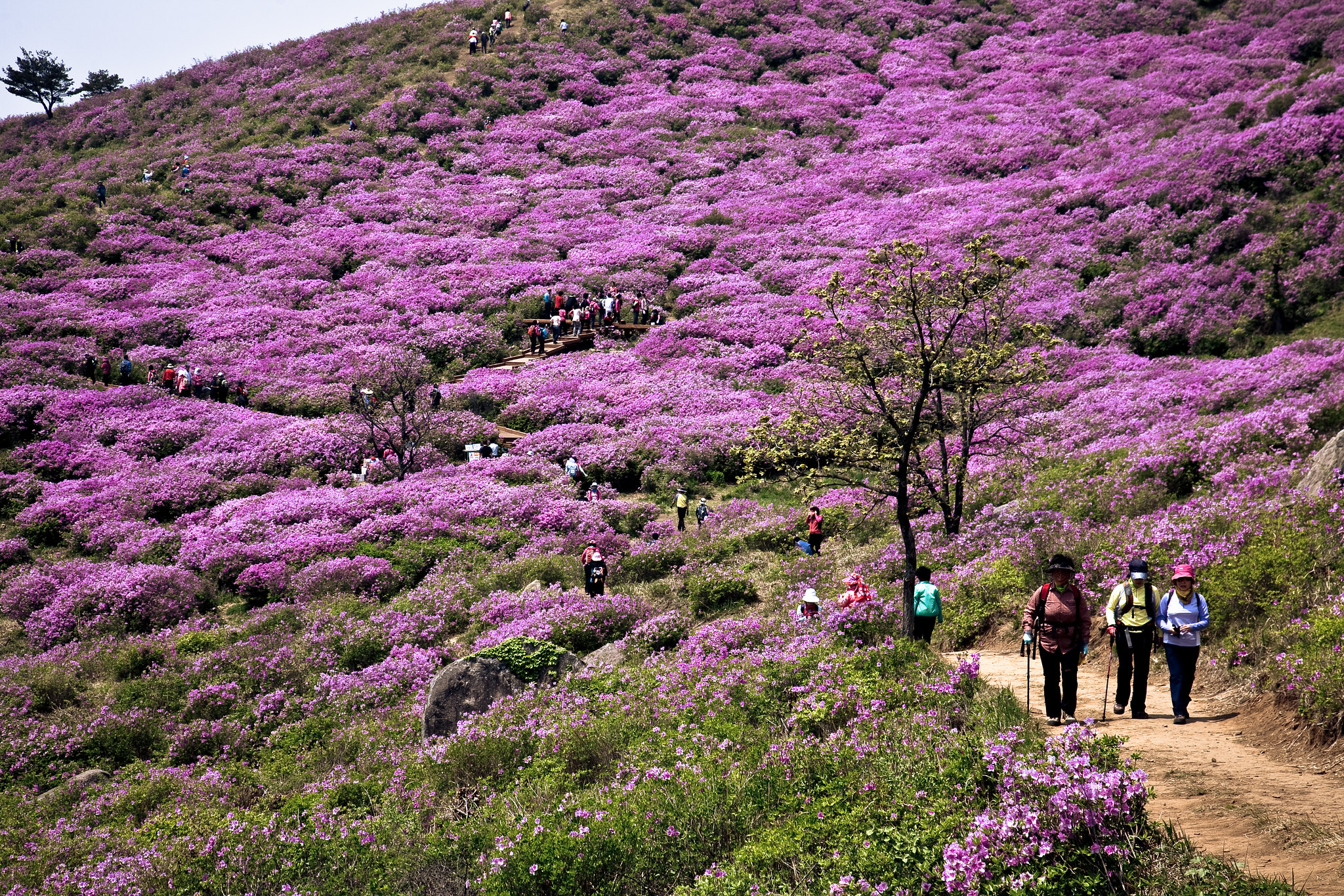 철쭉꽃이 활짝피어 많은 사람들이 방문한 황매산의 사진