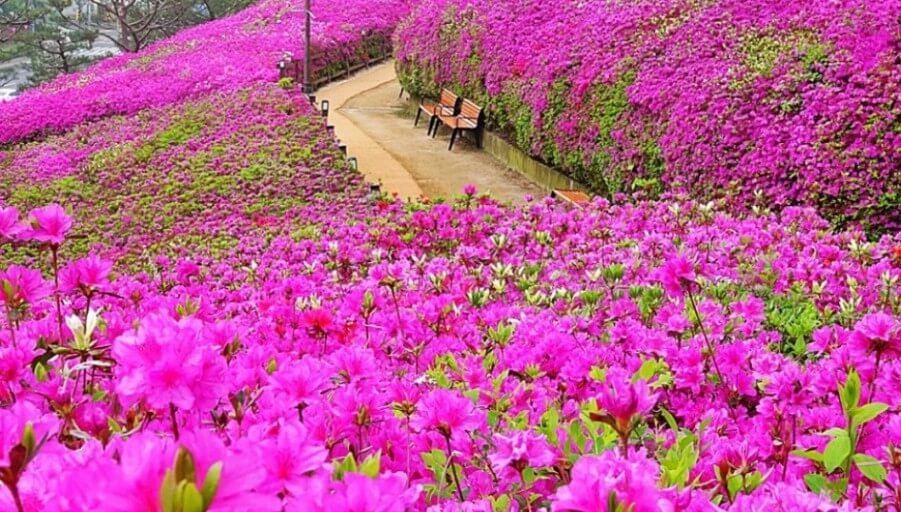 분홍빛으로 물든 군포시 꽃잔디 동산